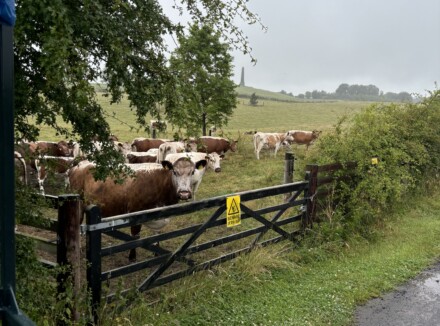 A Day of Learning and Discovery: Farm Walks Series at Killua Castle