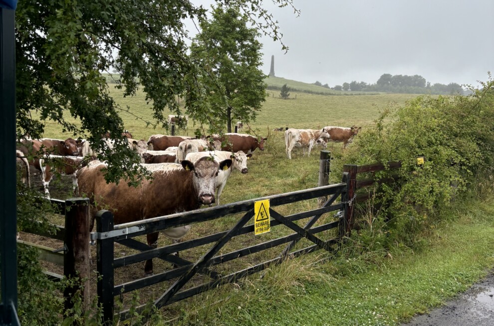 A Day of Learning and Discovery: Farm Walks Series at Killua Castle